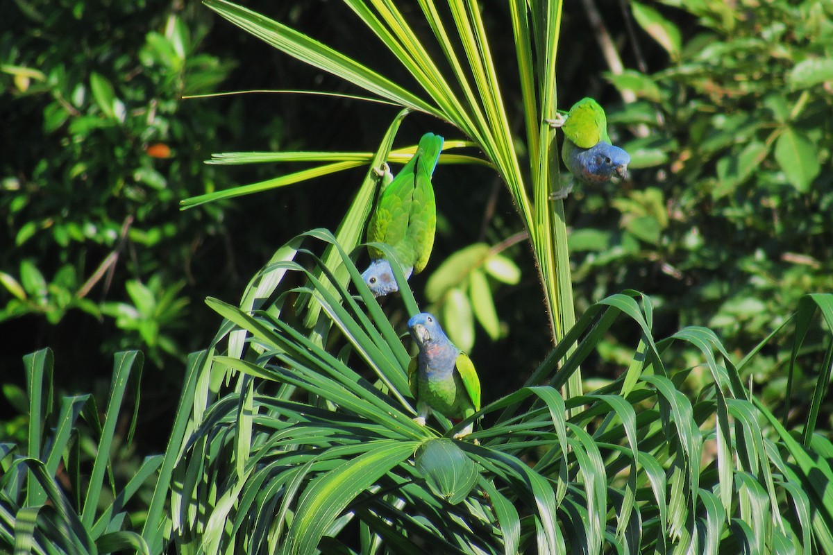 Blue-headed Parrot - ML622192736