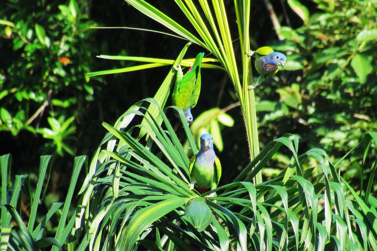 Blue-headed Parrot - ML622192737