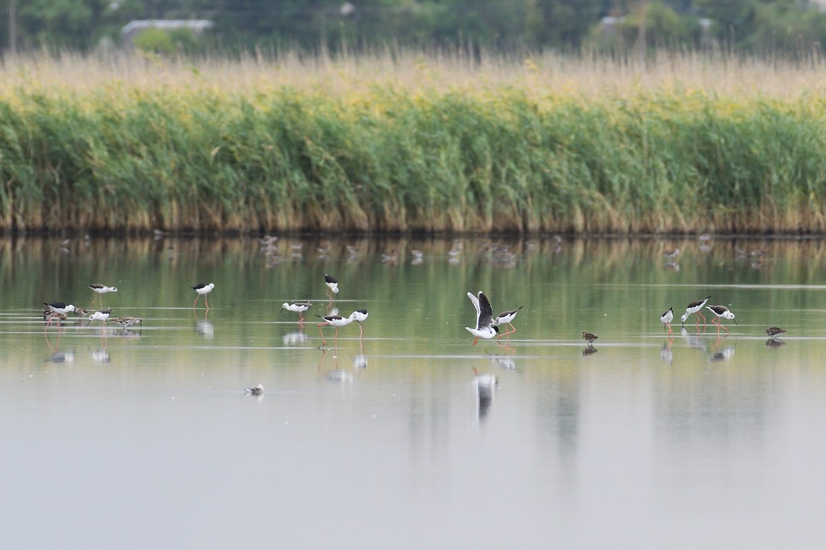 Little Gull - ML622192738