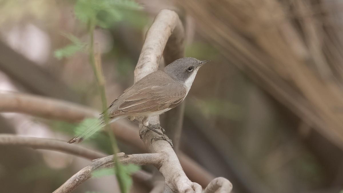 Lesser Whitethroat (Lesser) - ML622192739