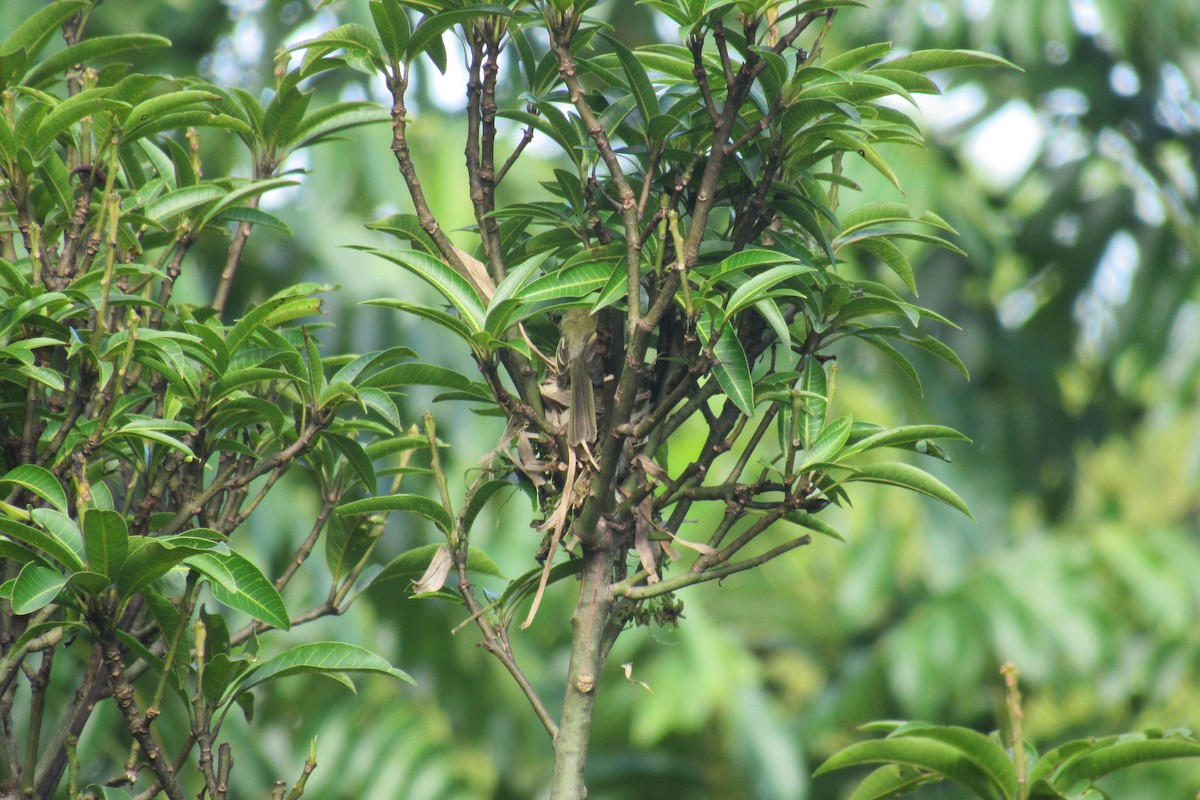 Yellow Tyrannulet - ML622192740