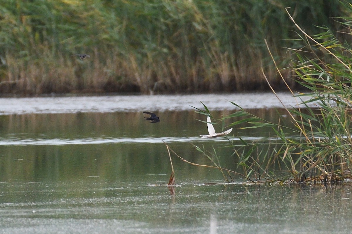 Barn Swallow - ML622192741