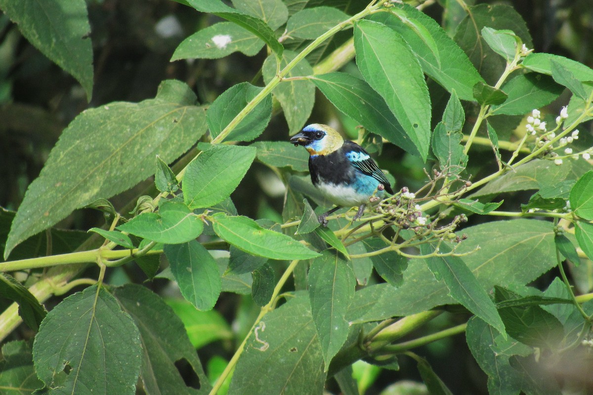 Golden-hooded Tanager - ML622192743