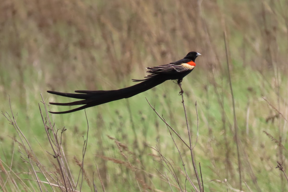 Long-tailed Widowbird - ML622192744