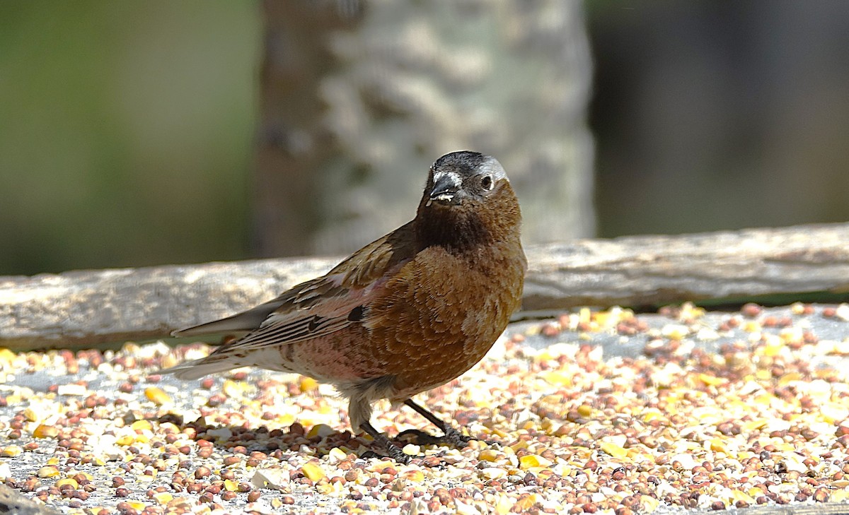 Gray-crowned Rosy-Finch - ML622192745