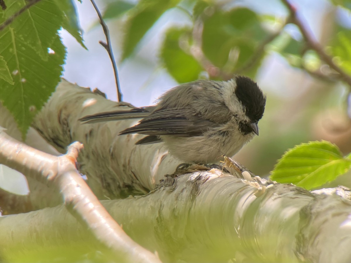 Coal Tit - ML622192747