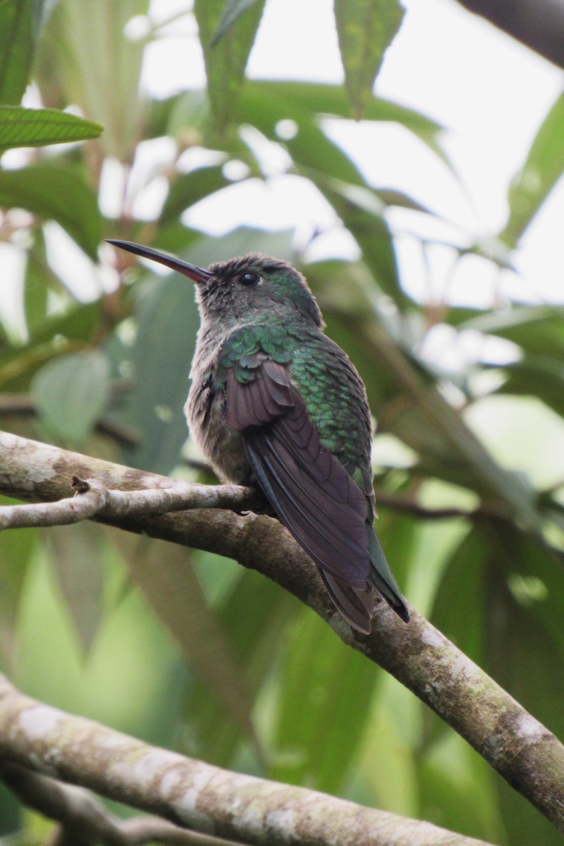 Scaly-breasted Hummingbird - ML622192748