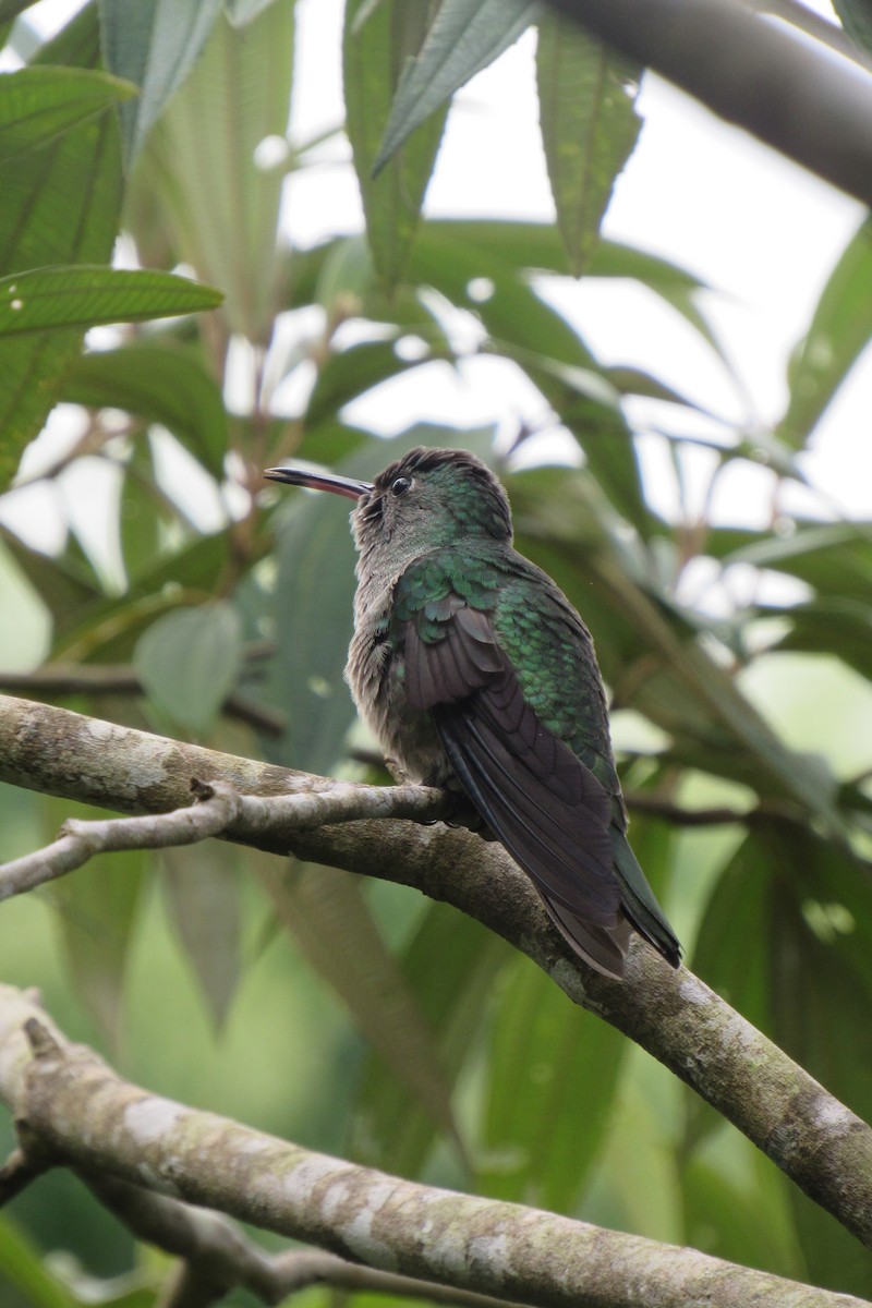 Scaly-breasted Hummingbird - ML622192749