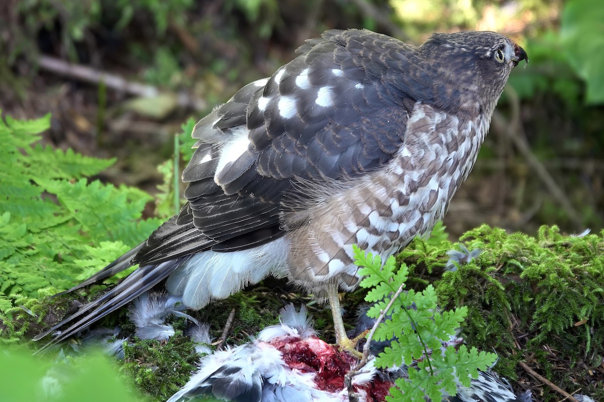 Sharp-shinned Hawk - ML622192750