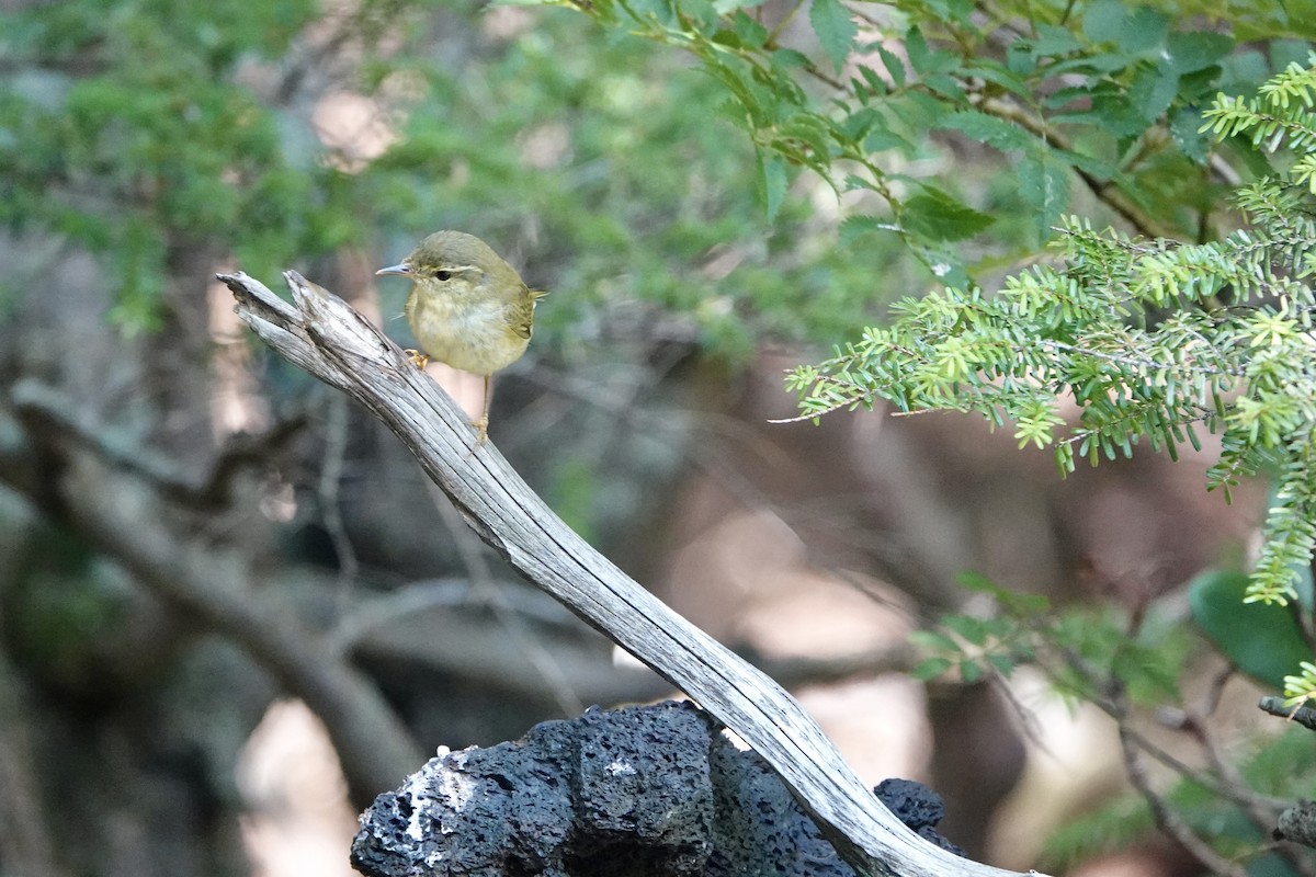 Japanese Leaf Warbler - ML622192752