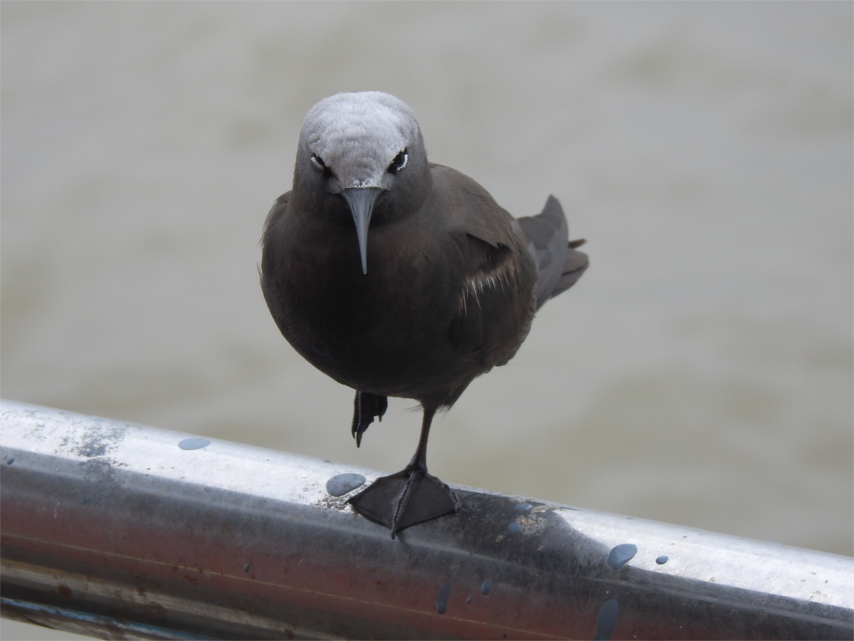 Lesser Noddy - ML622192863