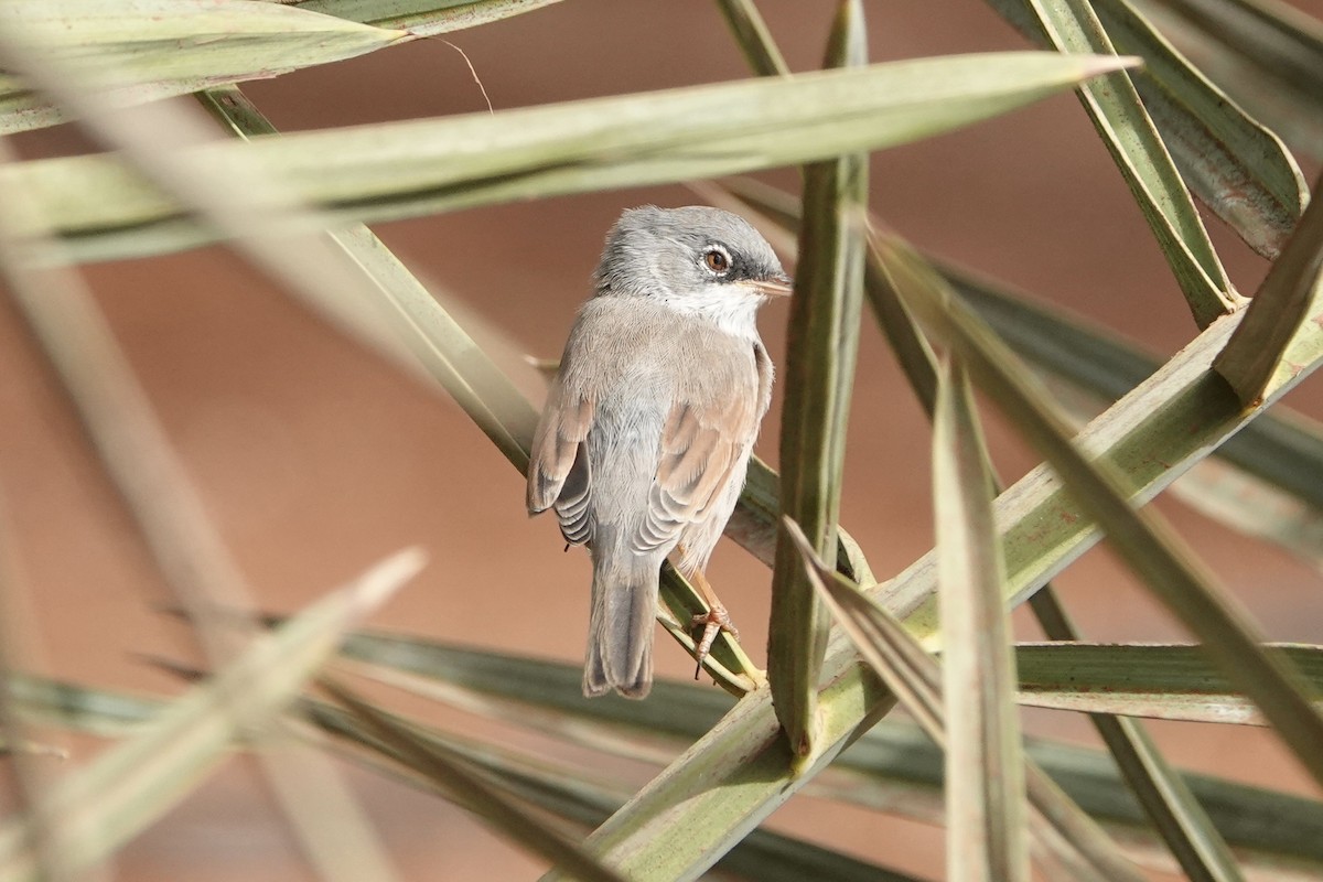 Spectacled Warbler - ML622192877