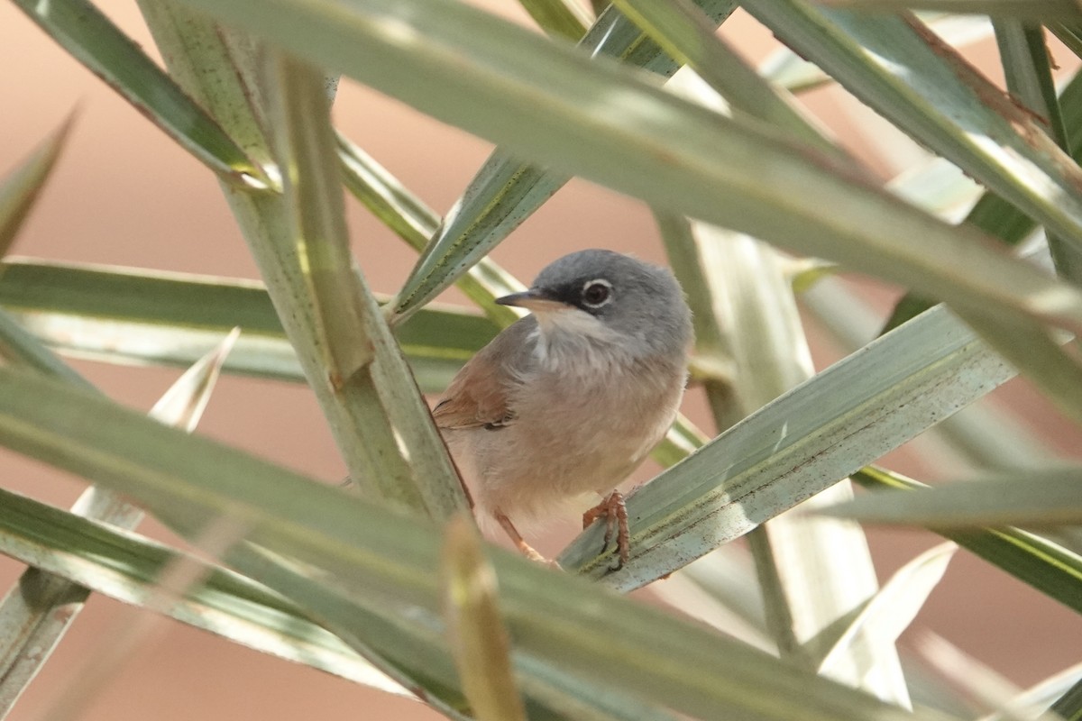 Spectacled Warbler - ML622192878