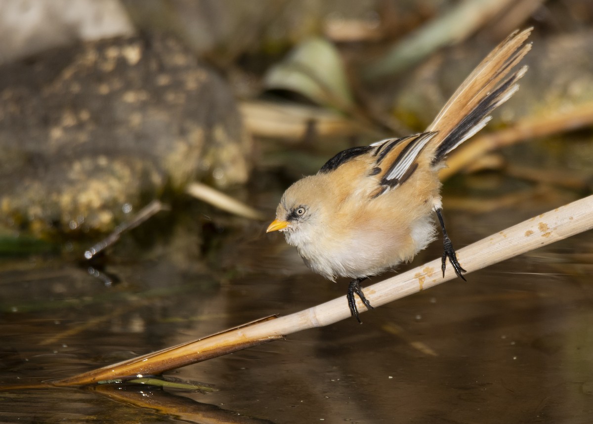 Bearded Reedling - ML622192898