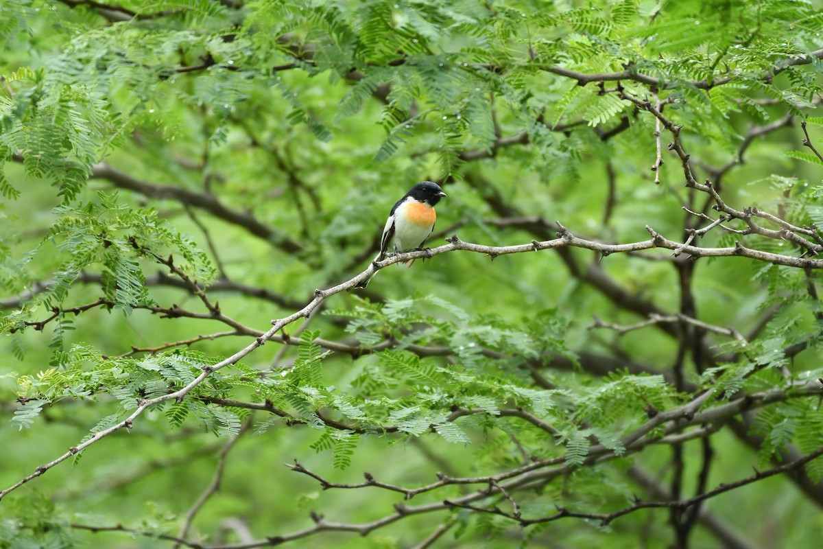 White-bellied Minivet - ML622192913