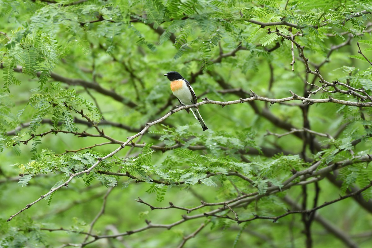 White-bellied Minivet - ML622192914