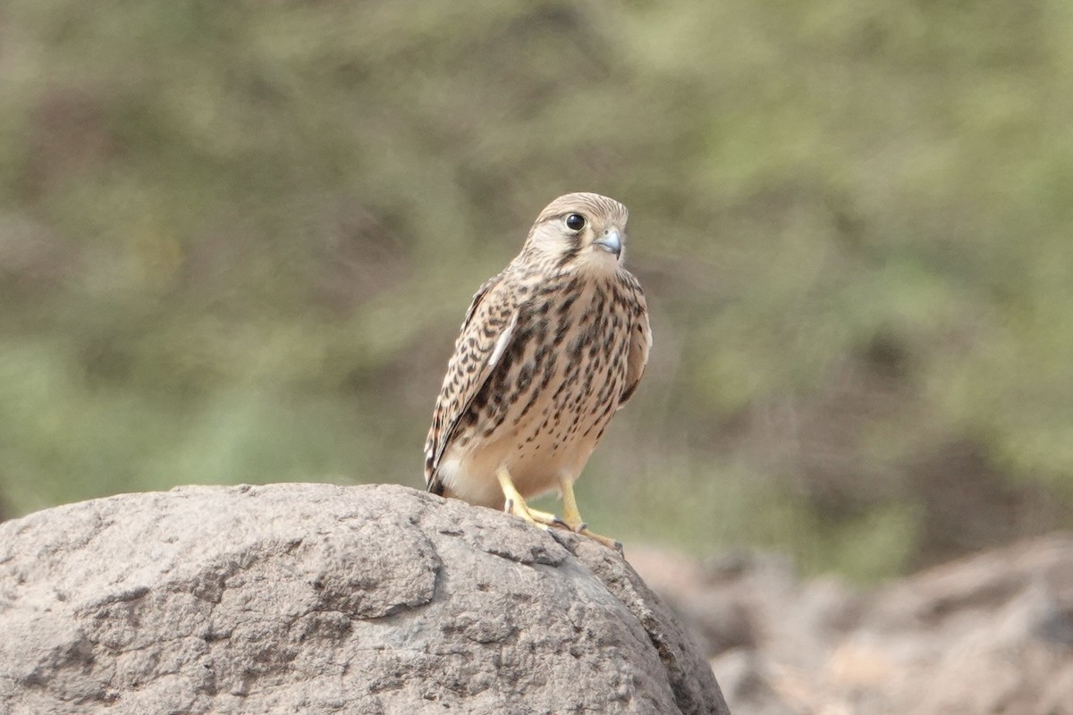 Eurasian Kestrel (Cape Verde) - ML622192916