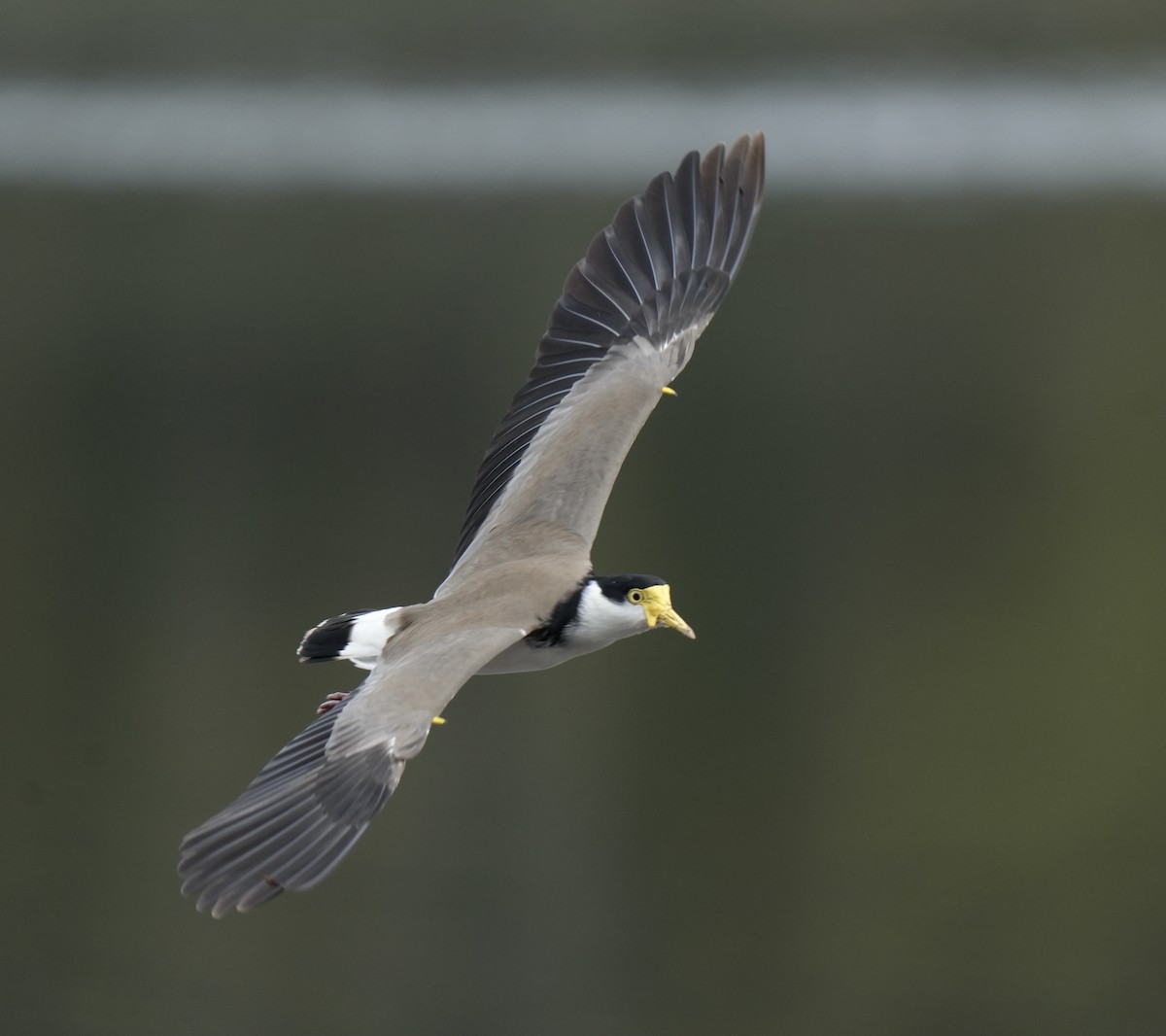 Masked Lapwing - ML622192917