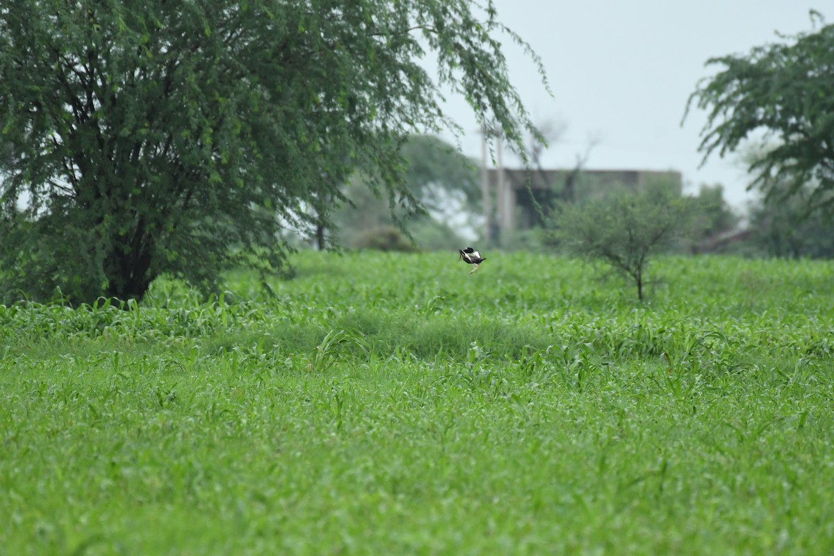 Lesser Florican - ML622192918