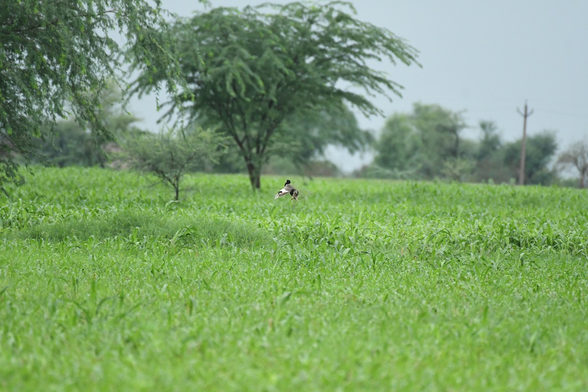 Lesser Florican - ML622192919