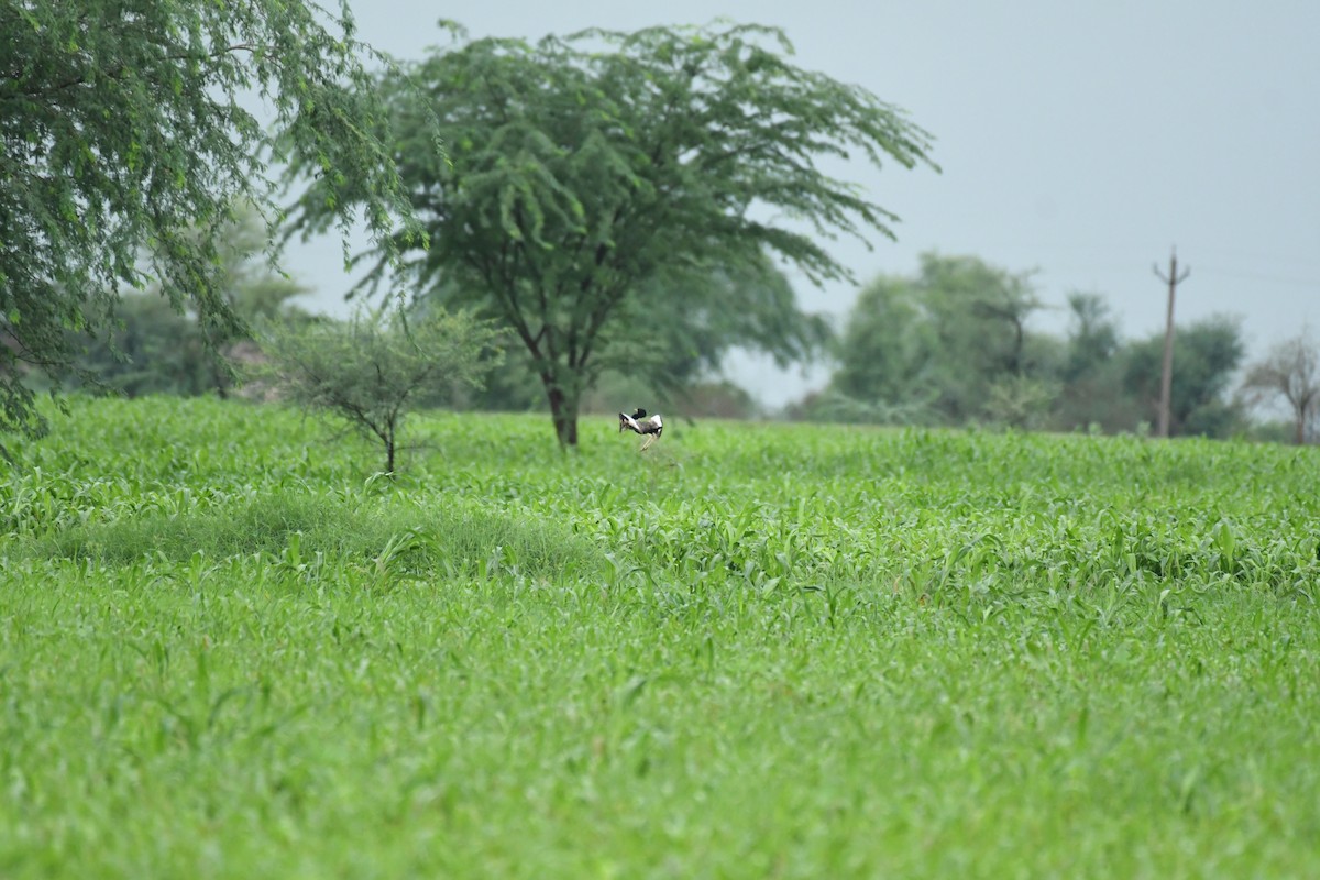 Lesser Florican - ML622192920