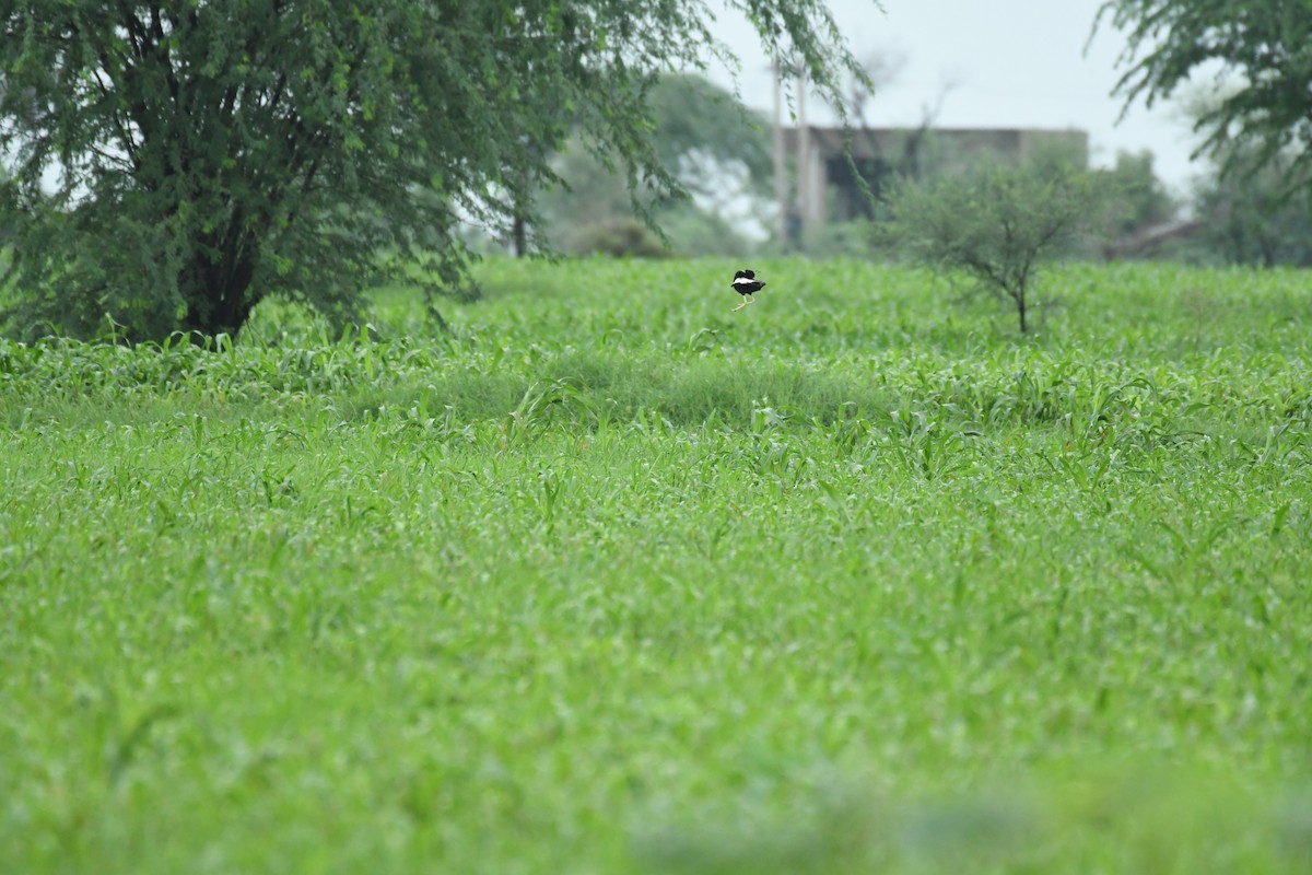 Lesser Florican - ML622192921