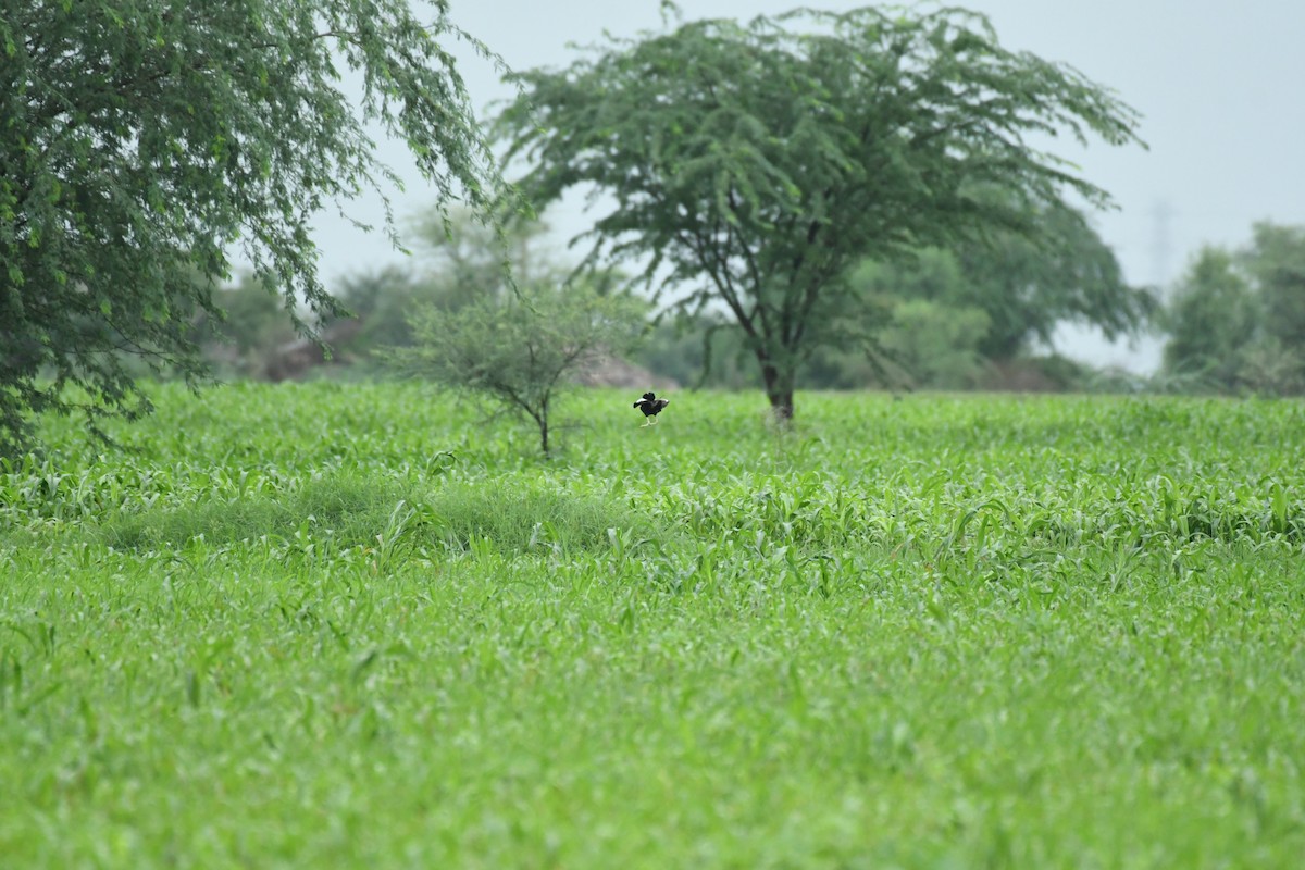 Lesser Florican - ML622192922