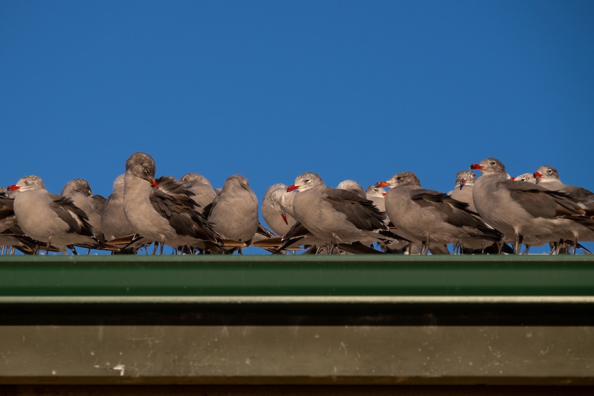 Heermann's Gull - ML622192923