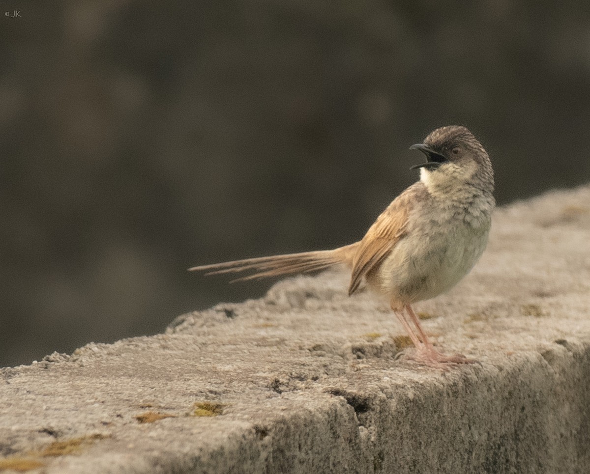 Himalayan Prinia - Janani Krishnan