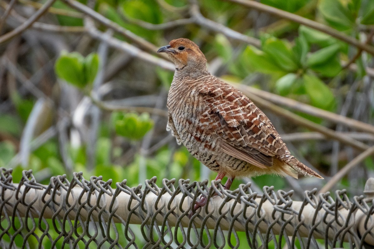 Gray Francolin - Kellen Apuna