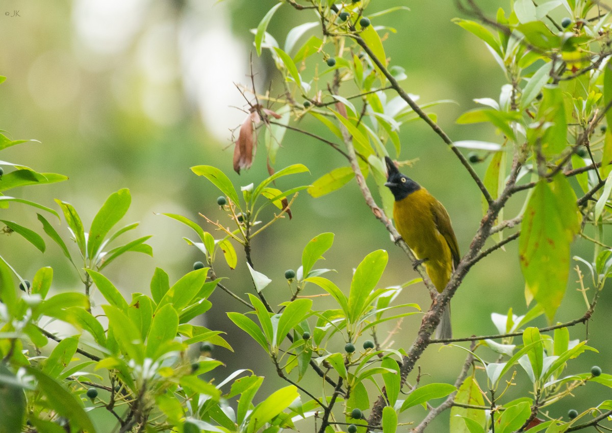 Black-headed Bulbul - Janani Krishnan