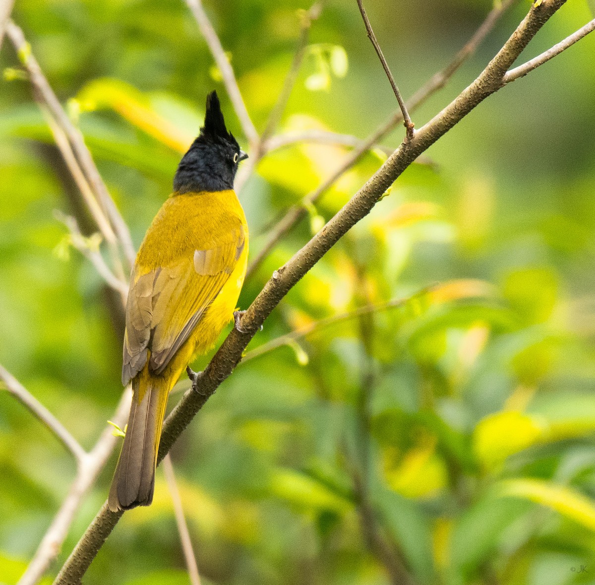 Black-headed Bulbul - ML622192927