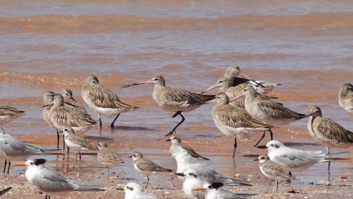 Bar-tailed Godwit (Siberian) - ML622192929