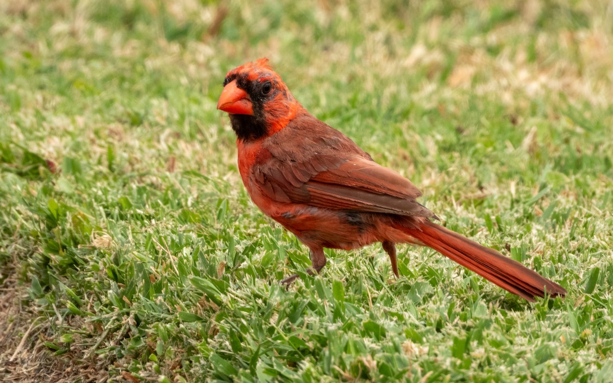 Northern Cardinal - ML622192930