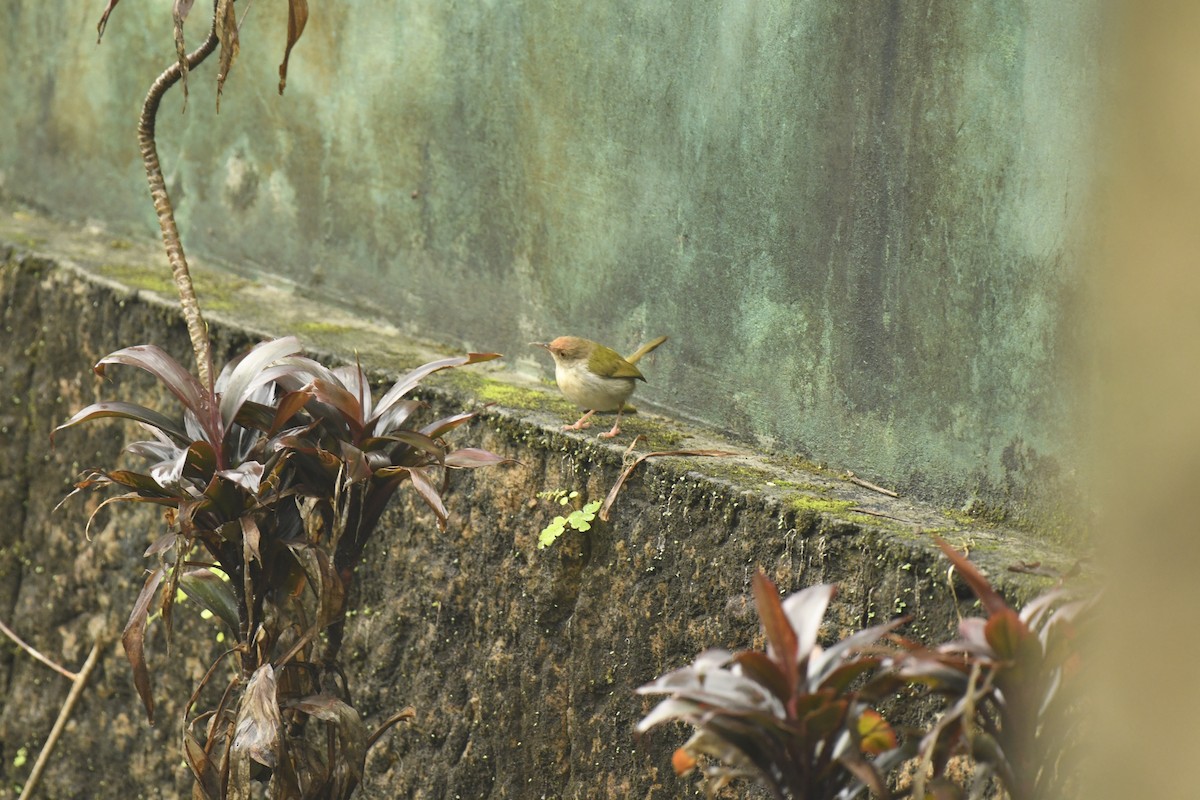 Mountain Tailorbird - ML622192931