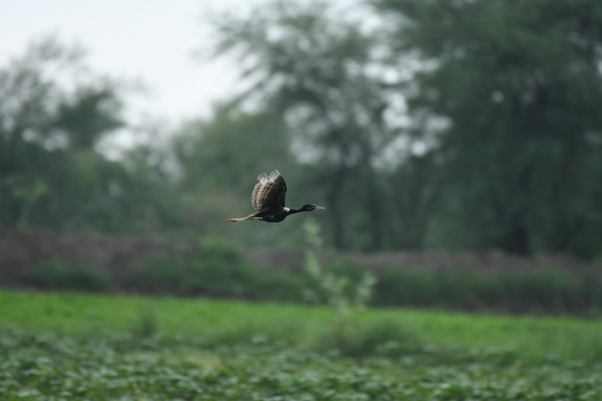 Lesser Florican - ML622192934