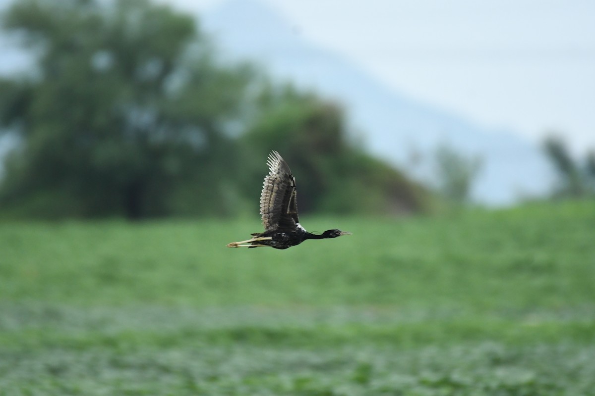 Lesser Florican - ML622192935