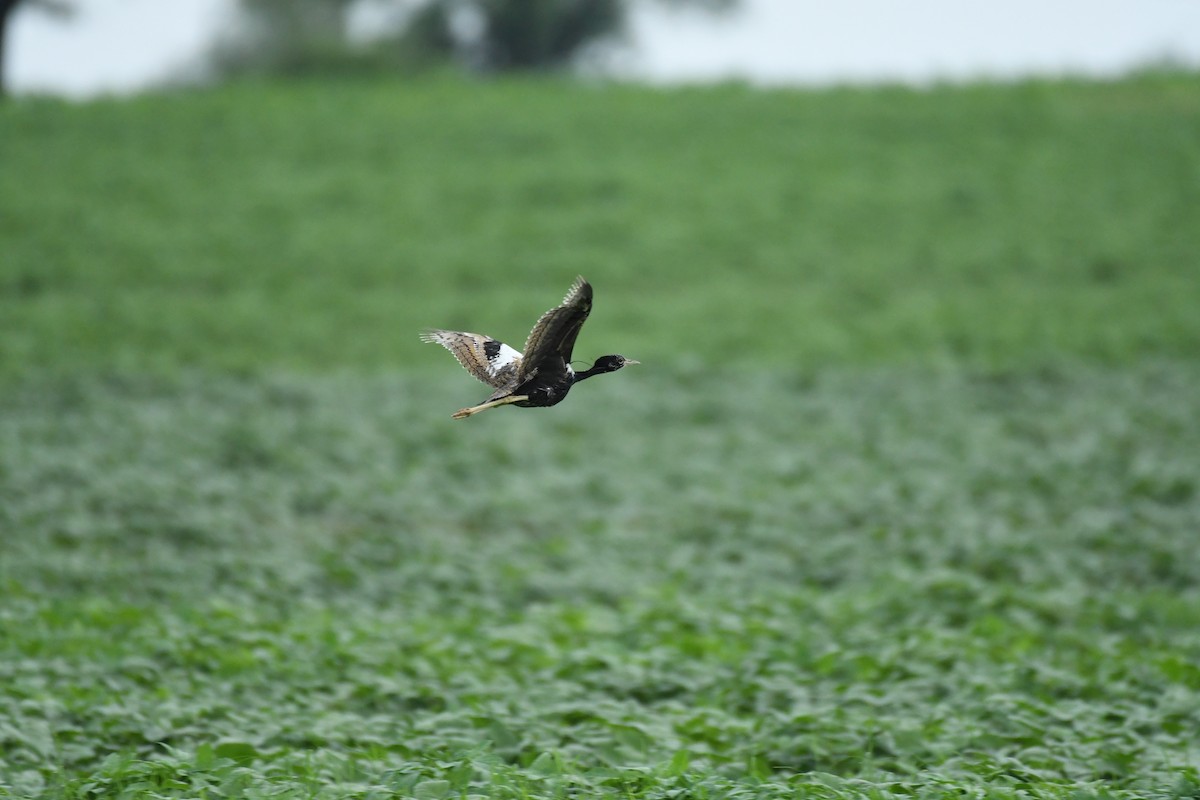 Lesser Florican - ML622192937