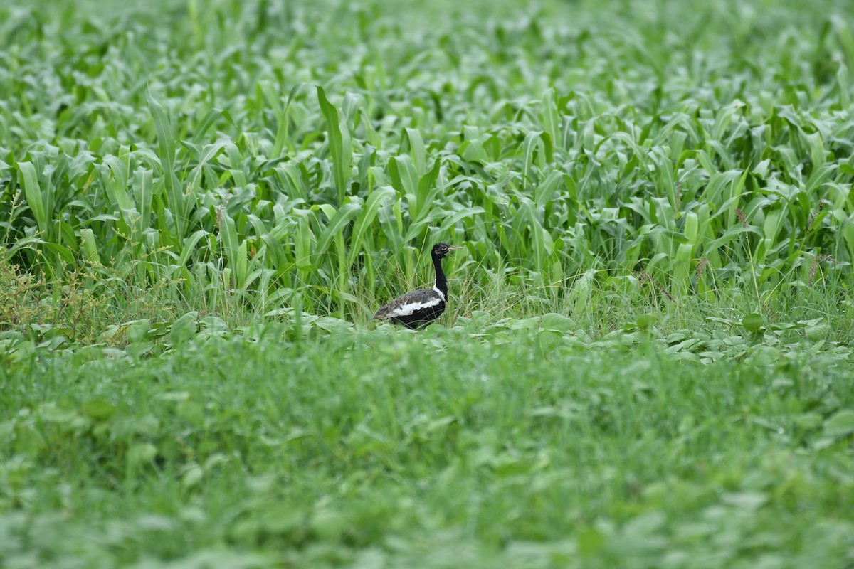 Lesser Florican - ML622192938