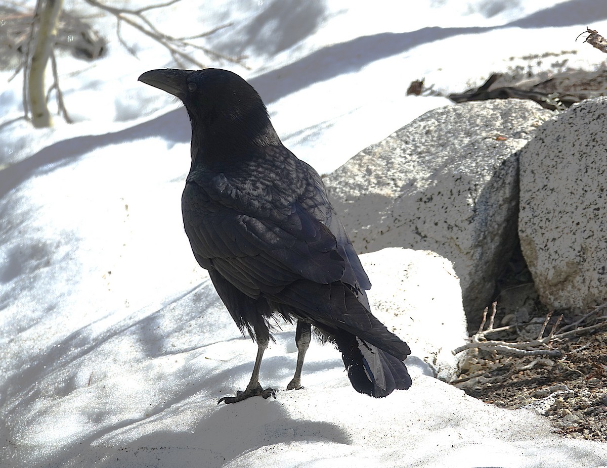 Common Raven - ML622192940