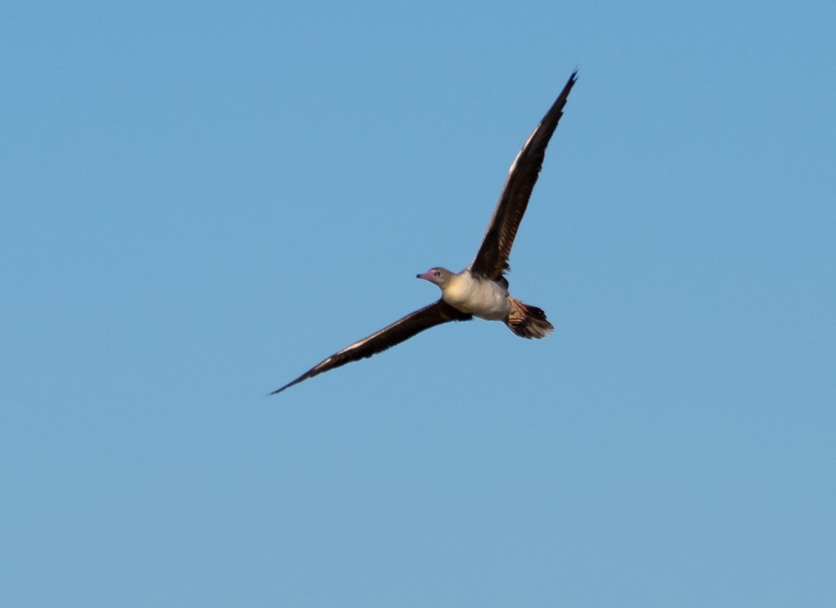 Belted Kingfisher - ML622192941