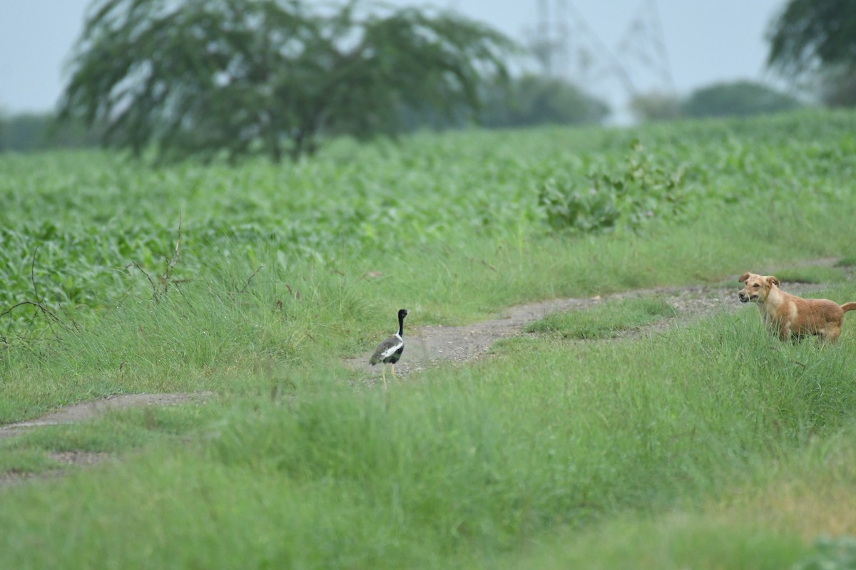 Lesser Florican - ML622192943