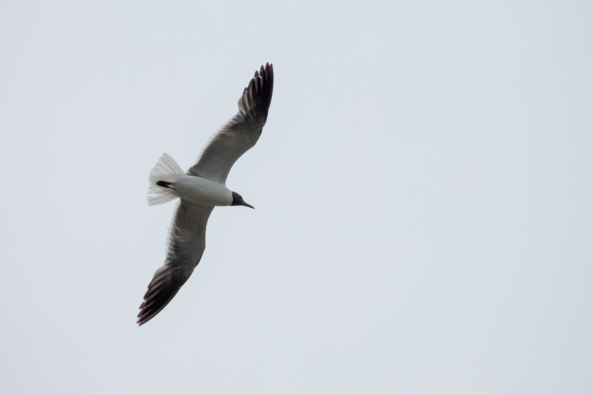 Laughing Gull - ML622192944