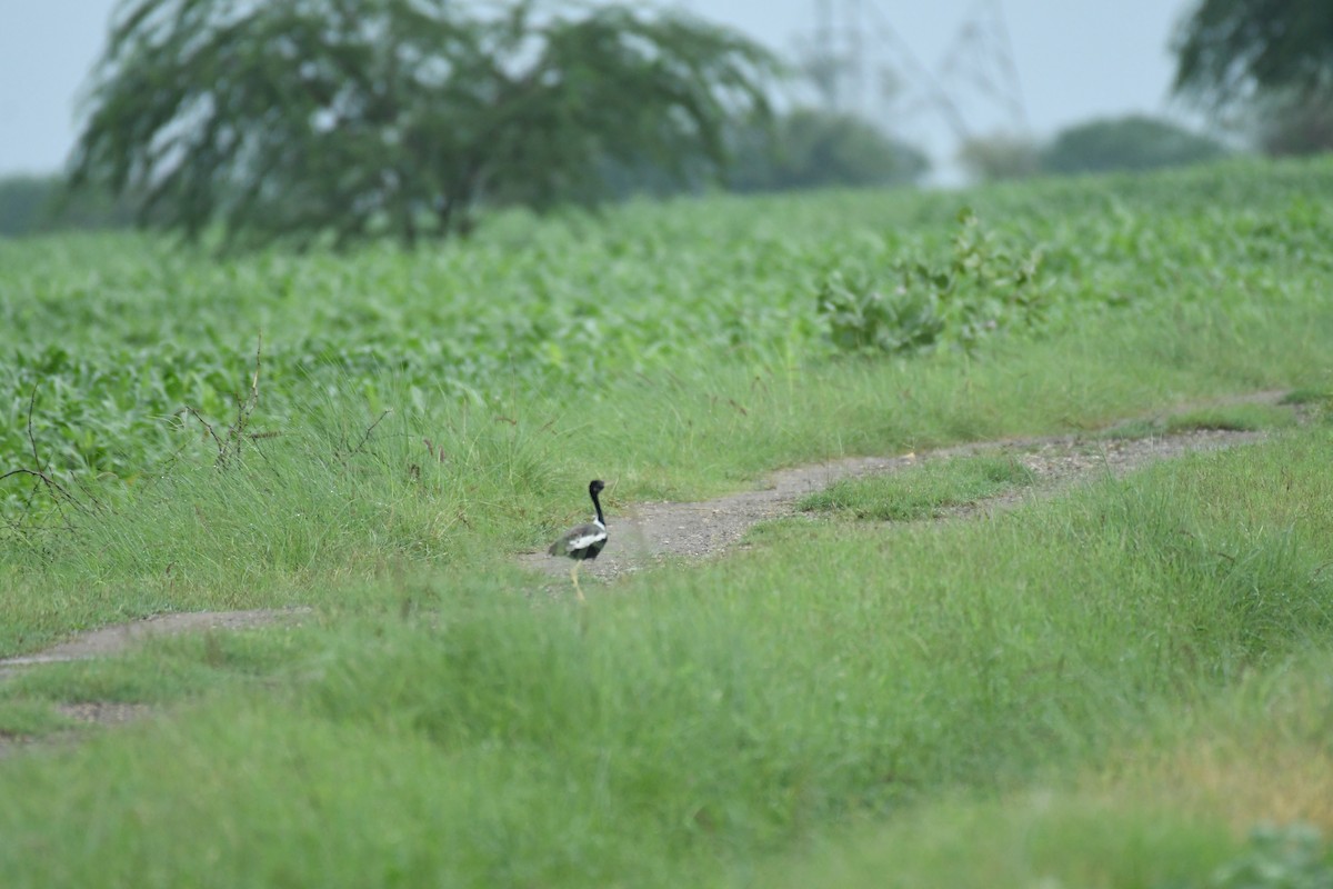 Lesser Florican - ML622192945