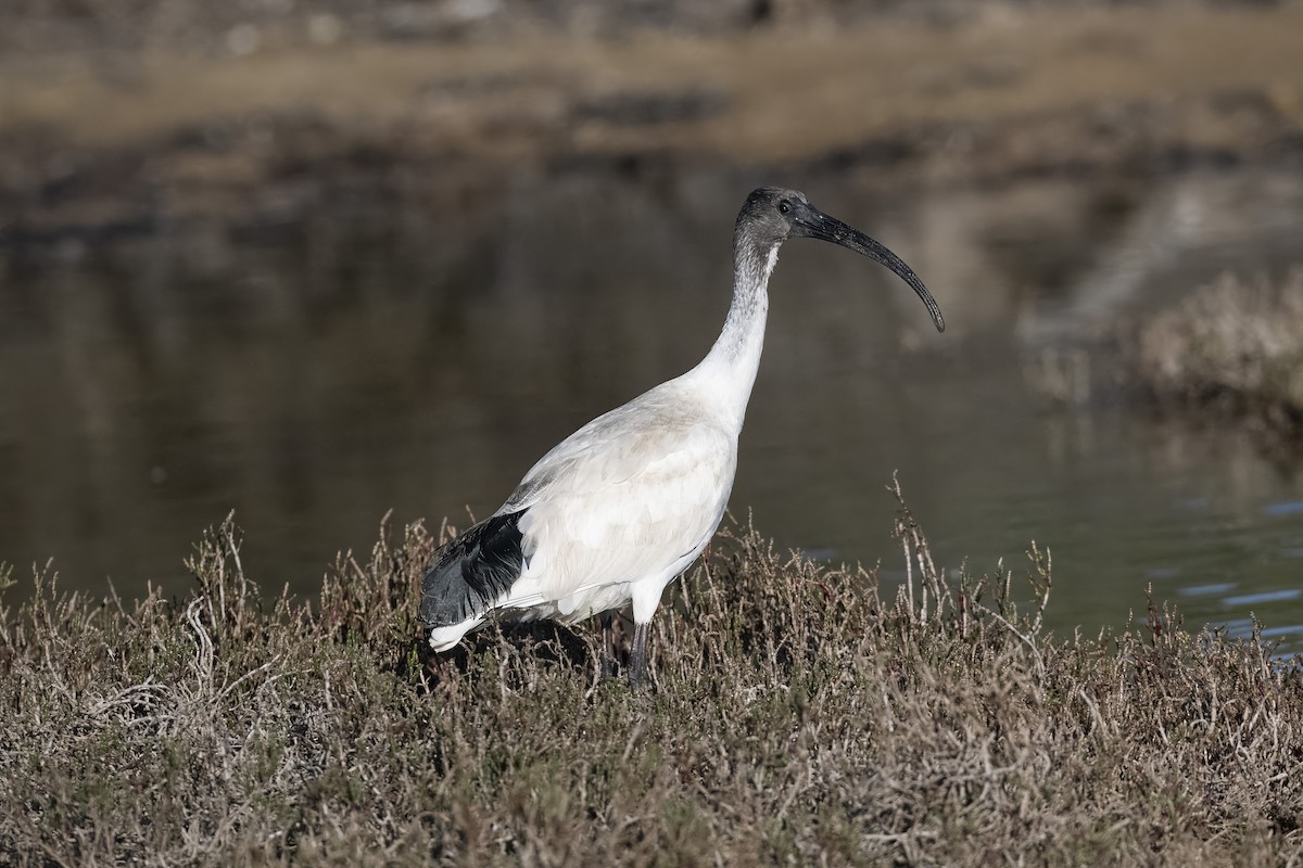 Australian Ibis - ML622192991