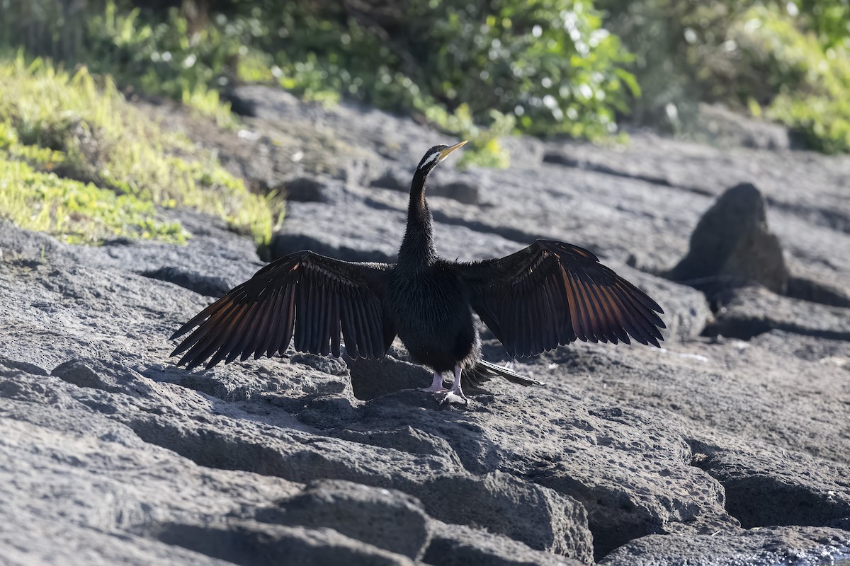 Australasian Darter - Mike Hooper