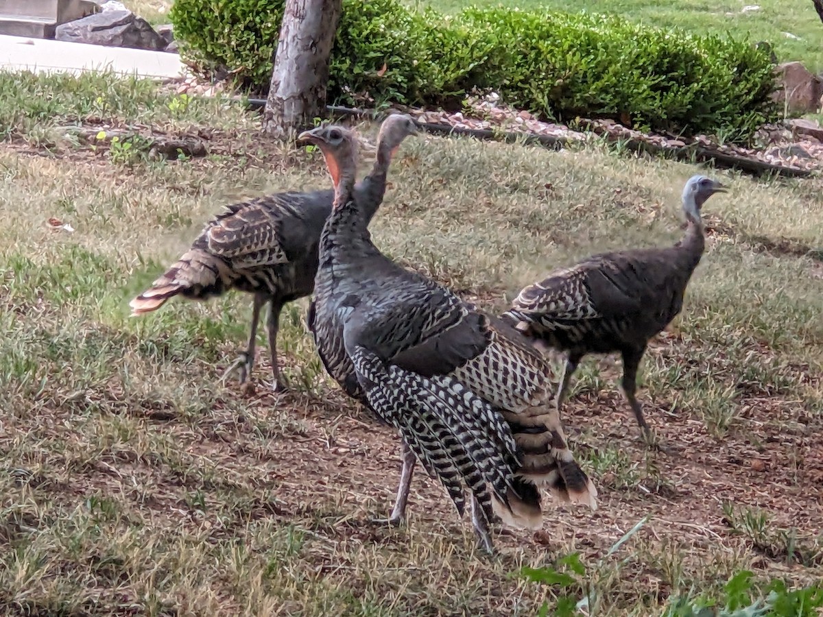 Wild Turkey - GW Chern