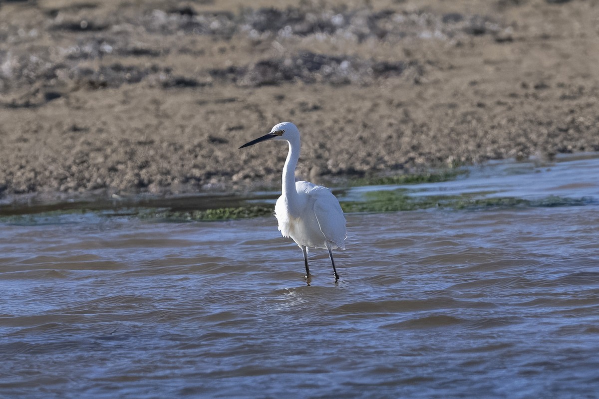 Little Egret (Australasian) - ML622193053