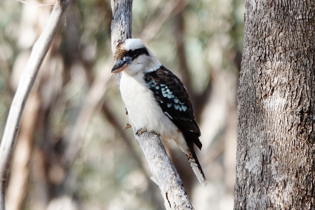 Laughing Kookaburra - ML622193124