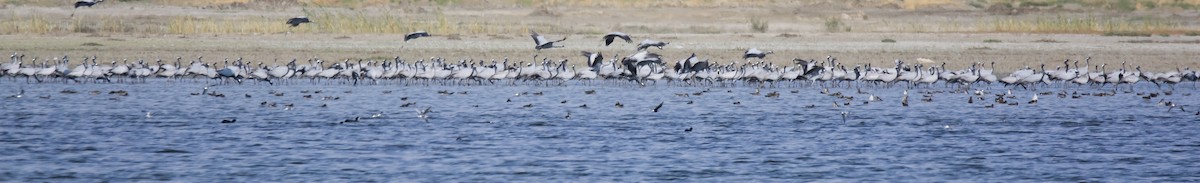 Demoiselle Crane - ML622193132